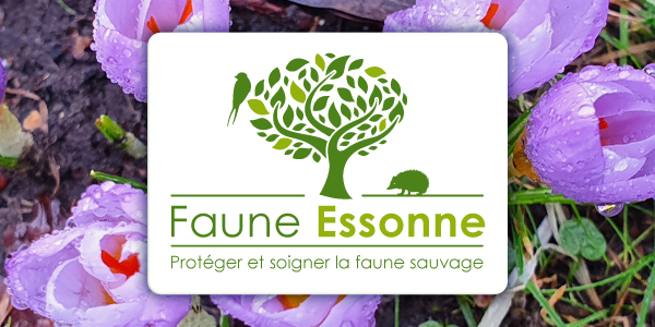 Faune Essonne