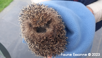 Prise en charge de Josselin trouvé à Dourdan (91) - 280g