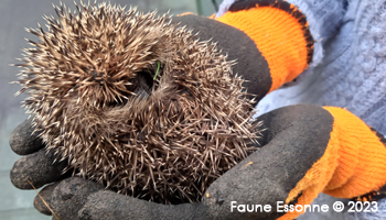 Prise en charge de Josselin trouvé à Dourdan (91) - 280g