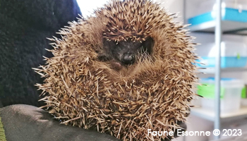 Etape de la pesée pour Josselin au Centre de soins FE - 754g