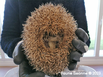 Etape de la pesée pour Lucie au Centre de soins FE - 751g