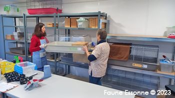 Remise en place de la cage de Stormy une fois nettoyée, par Isabelle et Véronique.