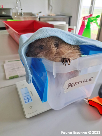 Bertille pointant son museau lors de la pesée.