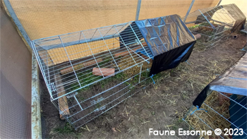 Mise en place de bâches pour abriter la cabane du hérissons de la pluie et du soleil.