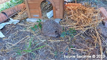 Chewi, dans son enclos de pré-relâcher.