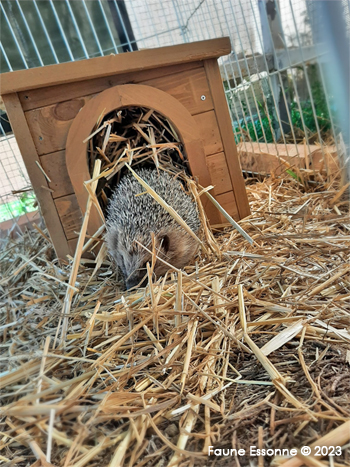 Chewi, derniers instants dans son enclos à Faune Essonne pour rejoindre le jardin d'accueil de Céline.