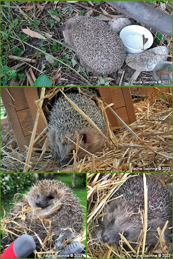 Photos des hérissons qui sont en Enclos à Faune Essonne Photos des hérissons qui sont en Enclos à Faune Essonne