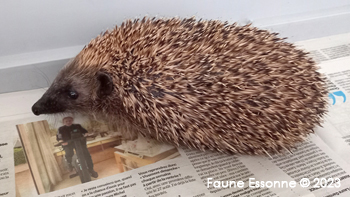 Myrtille continue à prendre du poids, 711g., elle sera bientôt dans un enclos de réadaptation.