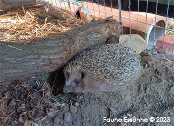 Sonic, dans son enclos, recherche la fraîcheur de la terre.