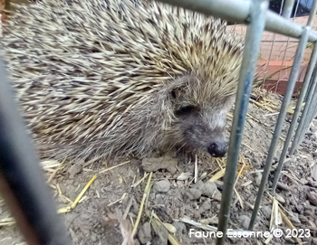 Sonic attend sa ration de croquettes.