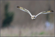 Hibou des Marais - Crédit photo Bernard Rondeau 2023