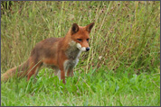 Renard - Crédit photo Gérard Petit