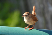 Troglodyte mignon - Crédit photo Gérard Petit