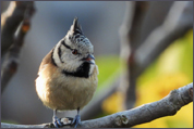 Mésange Huppée - Crédit photo Gérard Petit