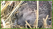 Poupette dans sa cabane d'enclos de réadaptation