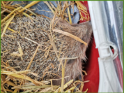 Josselin a été placé dans sa boîte de transport comme convenu. Valérie a ajouté quelques poignées de paille issues de son nid.