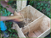 Mise en place de Barnabé dans le dortoir, avec la paille qui se trouvait dans la cage de transport, pour garder l'odeur