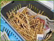 Les hérissons, placés sur un lit de journaux et de paille, dans une petite cage, peuvent être transportés sans trop de stress, sur des courtes distances