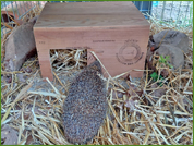 Jules dans son enclos de réadaptation, le 18/06/2023, au Centre de Faune Essonne.