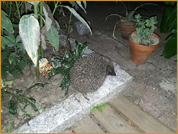 Guidée par sa curiosité, elle visite la terrasse...