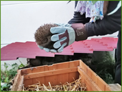 Mise en place du hérisson dans son nouveau logis dans la paille qu'il avait dans son enclos.