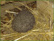 Janis, dans le jardin d'accueil, en début de soirée, lorsque la nuit tombe.