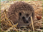 Sonic, la mascotte du Centre, avec un poids de 1,930kg, impatient de partir. Sonic, la mascotte du Centre, avec un poids de 1,930kg, impatient de partir.