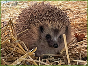 Sonic, la mascotte du Centre, avec un poids de 1,930kg, impatient de partir.