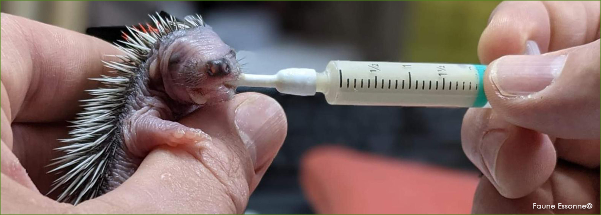 Photo représentant un soignant donnant à manger à bébé hérisson à la seringue